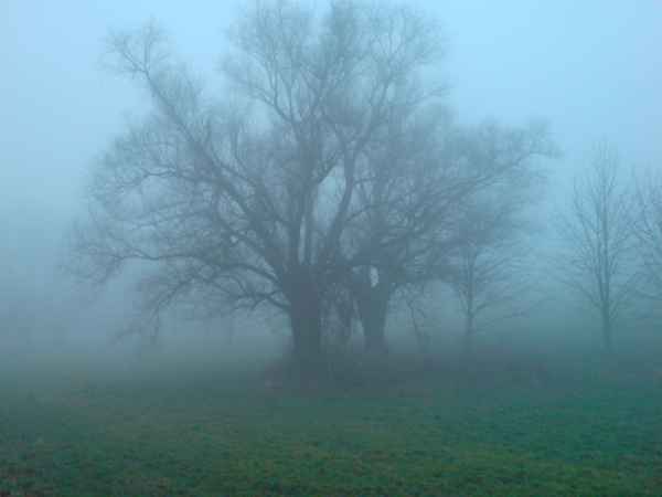 Baum im Nebel