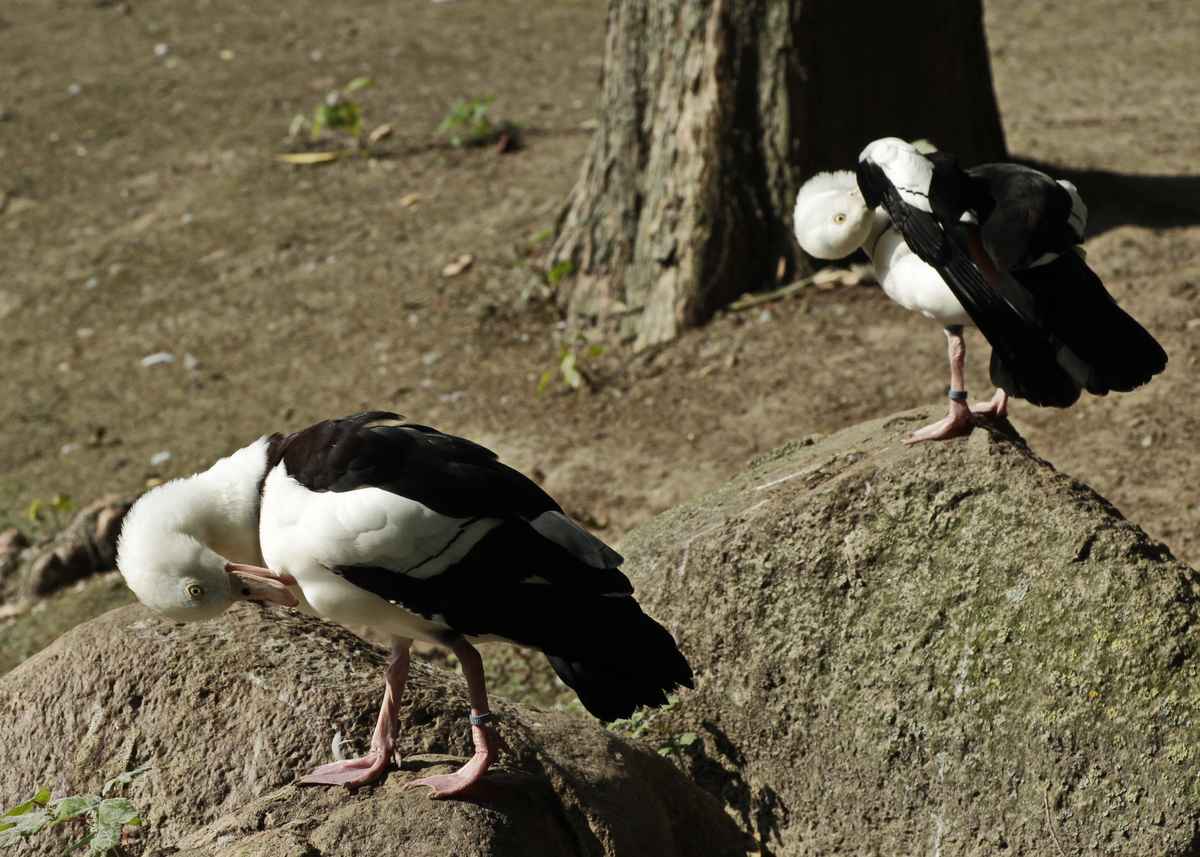 putztag
