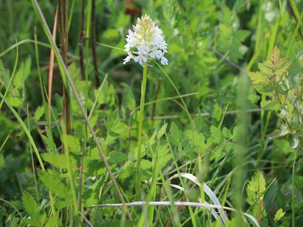 Wilde Orchidee 2