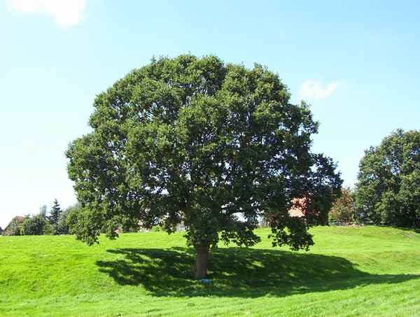 Baum