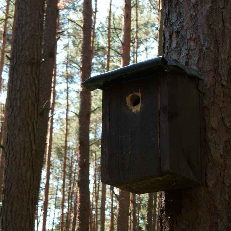 Nistkasten im Fichtenwald