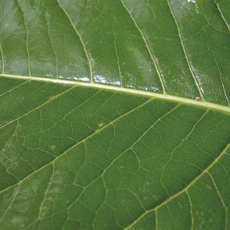 Grüner Blatt-Hintergrund Nahaufnahme 01