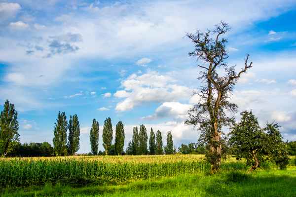 Baumgruppe Chiemsee Ising