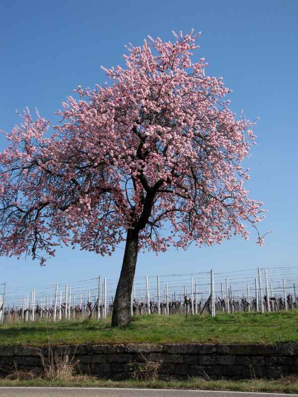 Mandelbaum bei Gimmeldingen