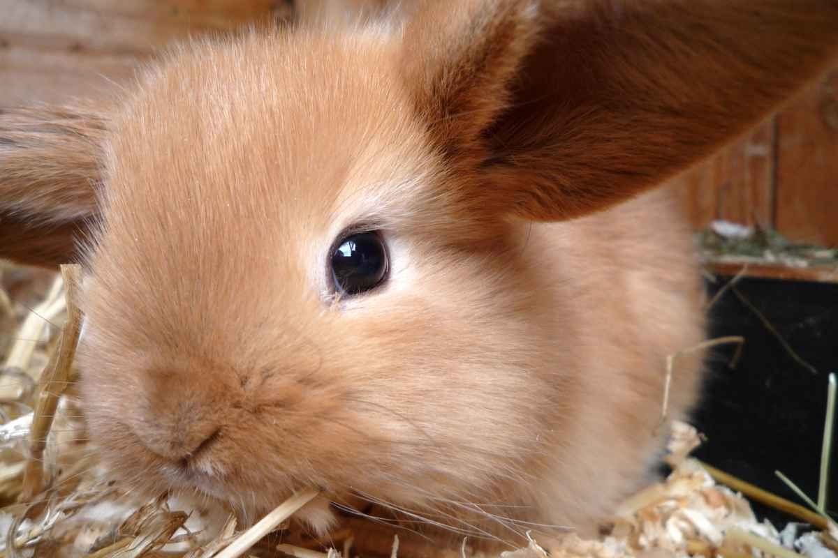 kleiner Hase