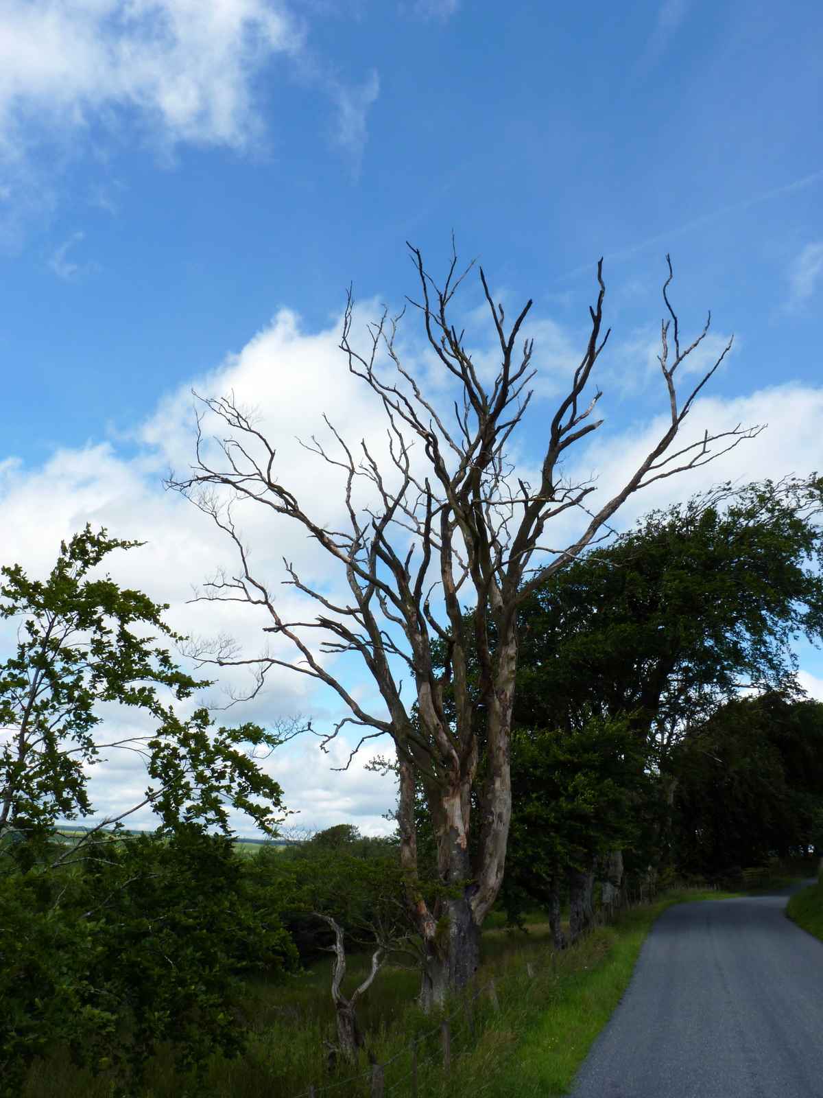 Alter, knochiger Baum am Straßenrand