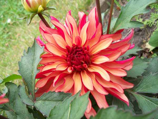 Schoene Dahlie 2
