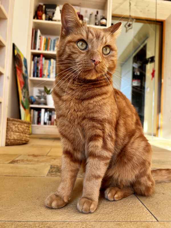 Neugieriger Garfield