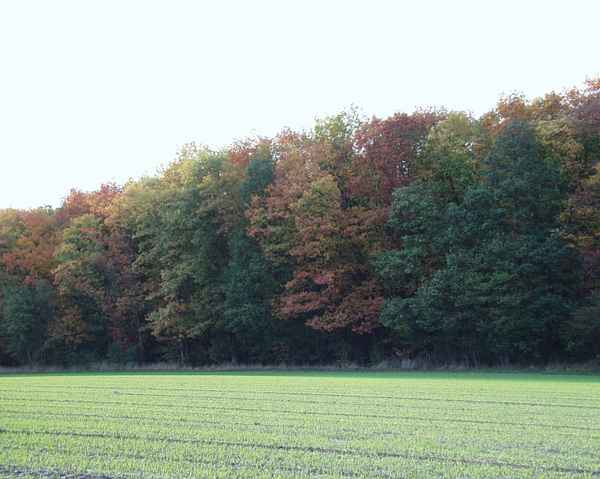 Bunt sind schon die Wälder