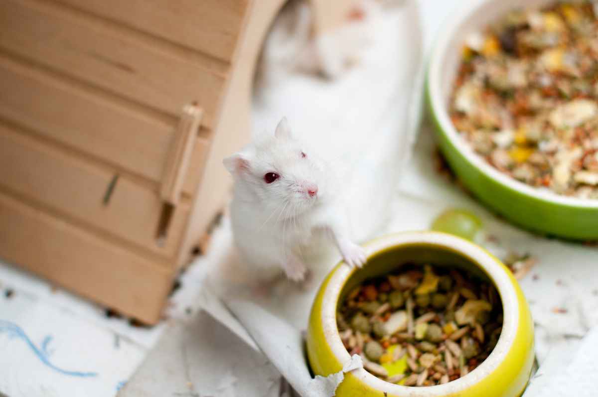 Neugieriger dschungarischer Zwerghamster