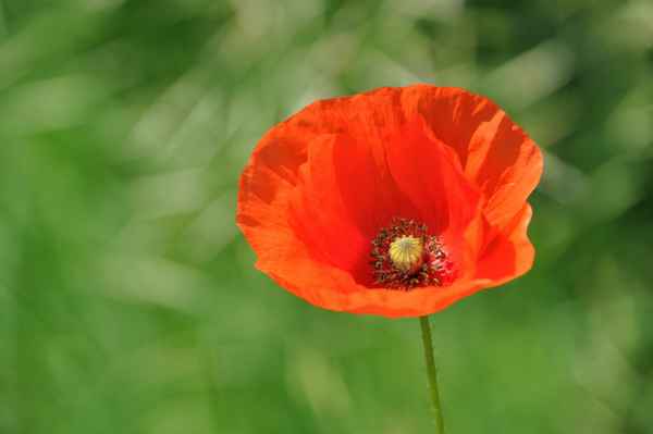 zarter Klatschmohn