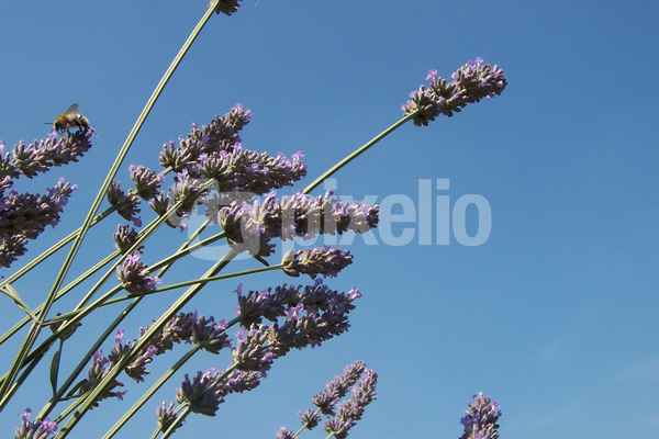 Lavendel vor blauem Himmel