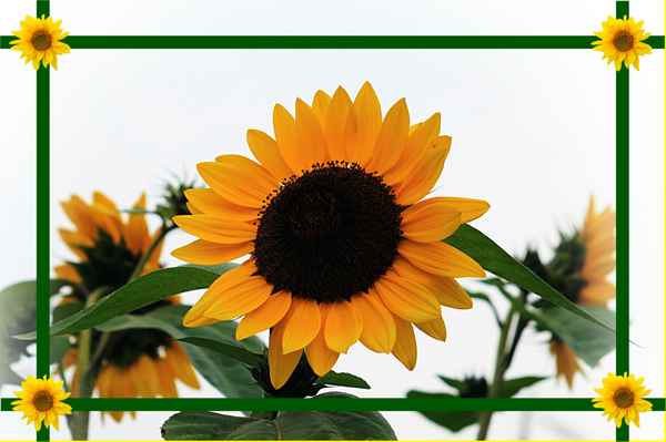 sonnenblume ohne sonne
