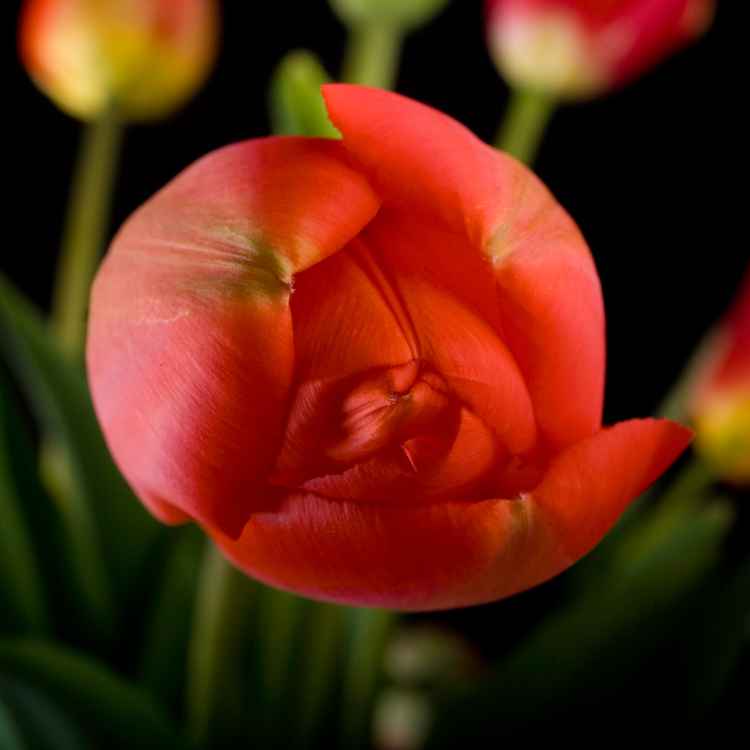 Yet another Tulpenbild V