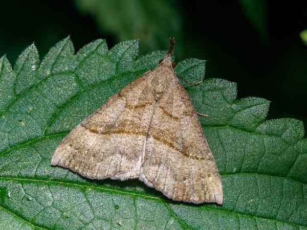 Schnabeleule
