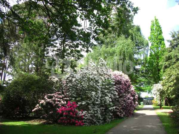 Im Rhododendronpark / 4