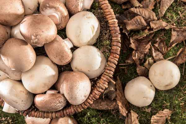 Korb mit frischen Pilzen auf dem Waldboden