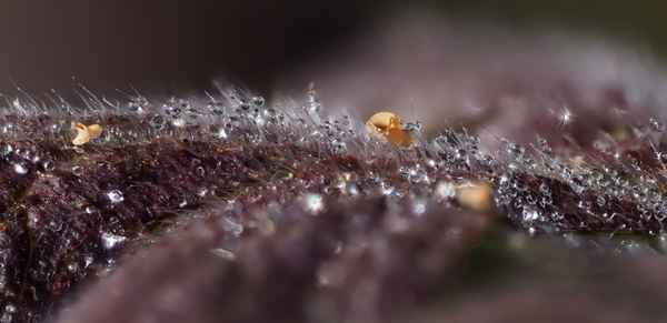 Tautropfen am Morgen auf einem rötlichen Blatt