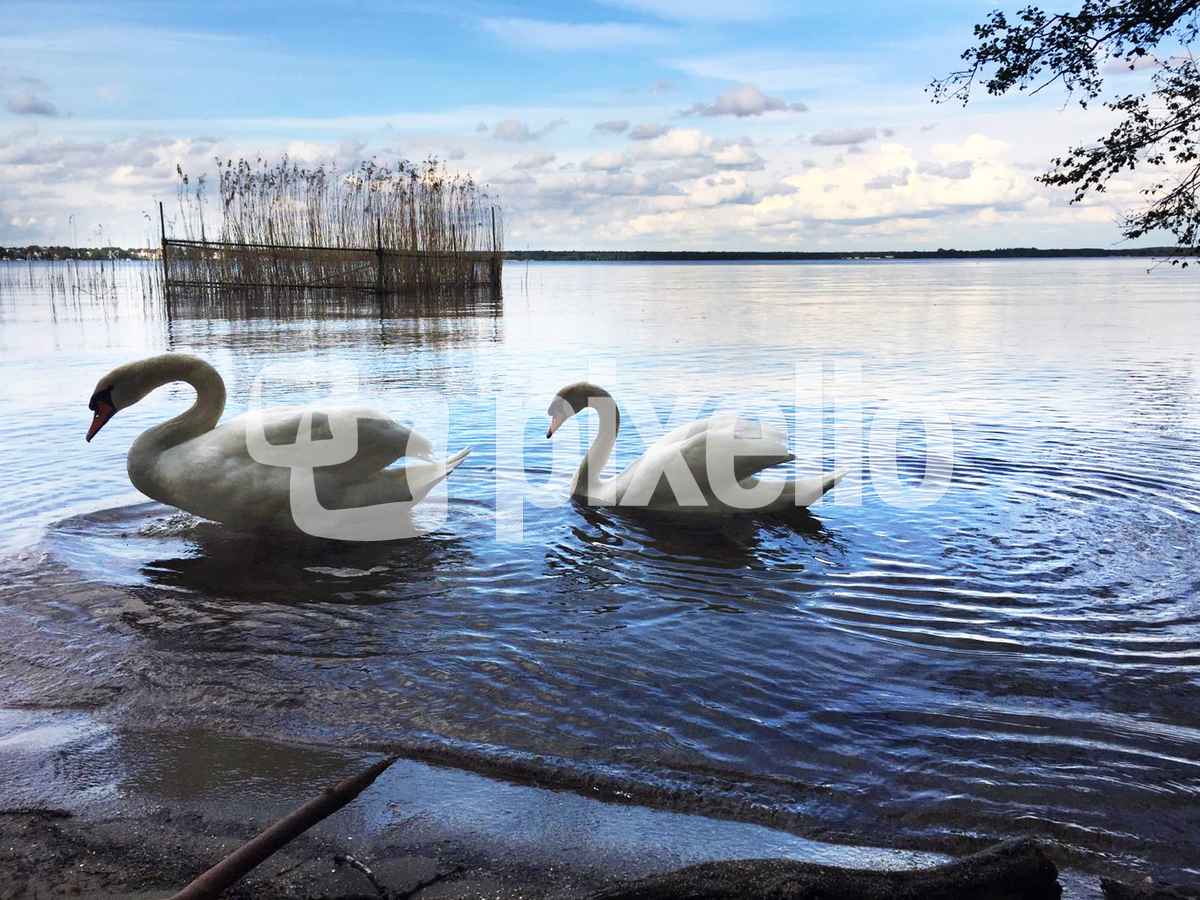 Mein lieber Schwan_1