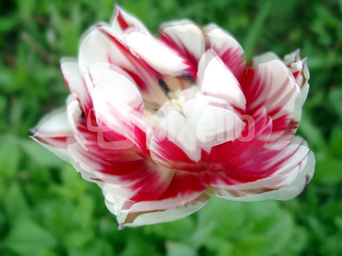 Schütteltulpe