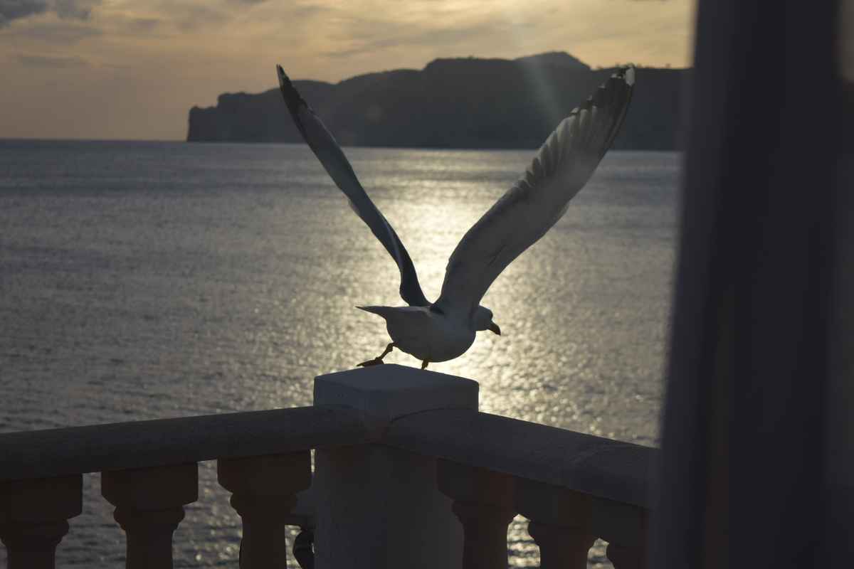 Abflug in die abendliche Sonne