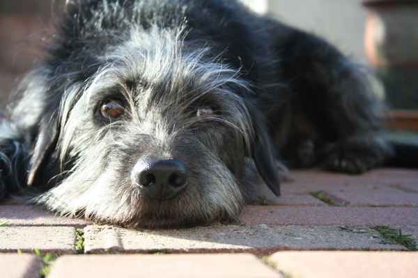 Ich warte auf den Frühling