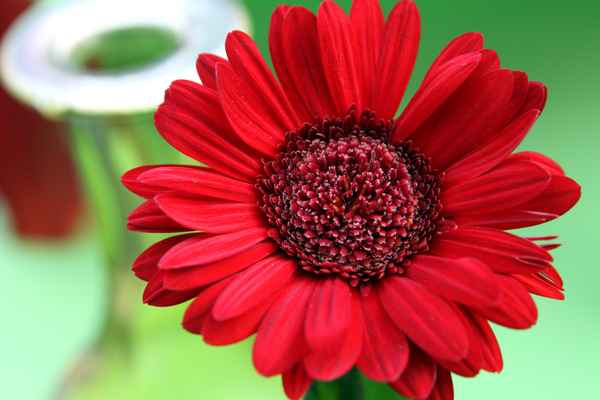 Gerbera