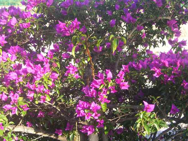 Blühender Baum Gran Canaria