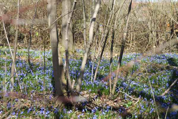 Blumenmeer am Wegesrand...