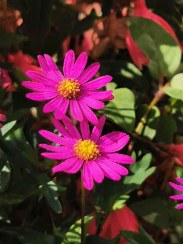 Blüten in pink
