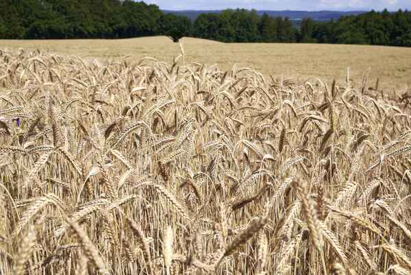 Kornfeld