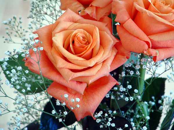 hellrosa Rose umringt von weissen Blüten