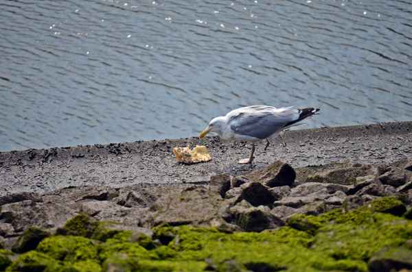 Möwe an der Weser 1
