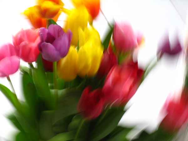 Geburtstagstulpen