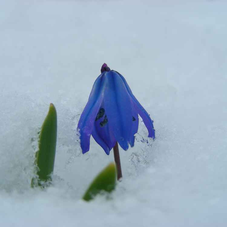 Scilla im Schnee