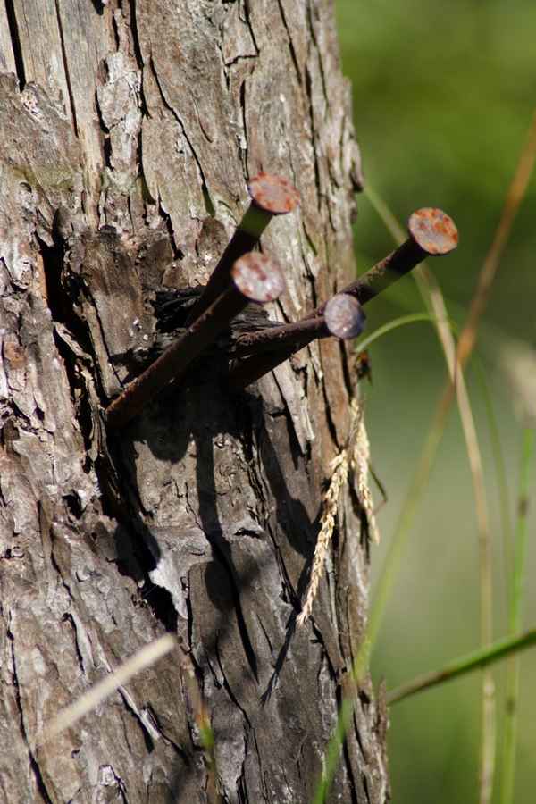 Nägel im Holz