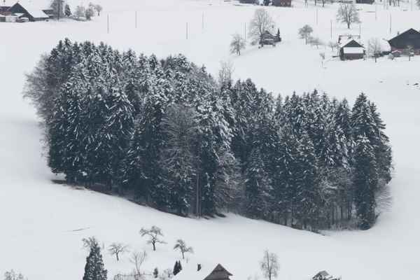 Baumgruppe im Winter