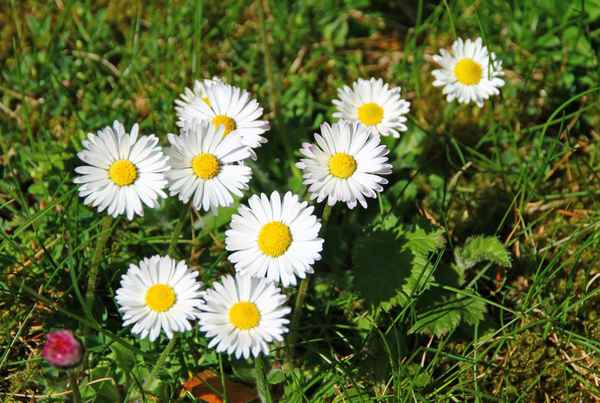 Sonnenblümchen im Sonntagslicht