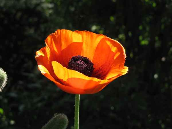 Mohnblume im Garten