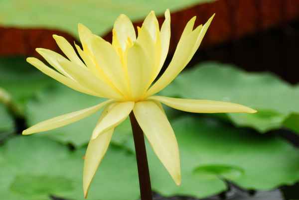 Seerose