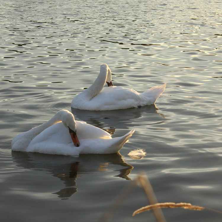 Synchronschwimmen - was juckt mich denn da