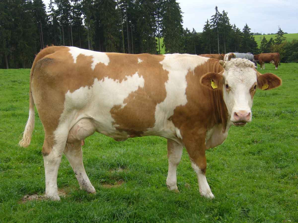 Fleckvieh Kuh