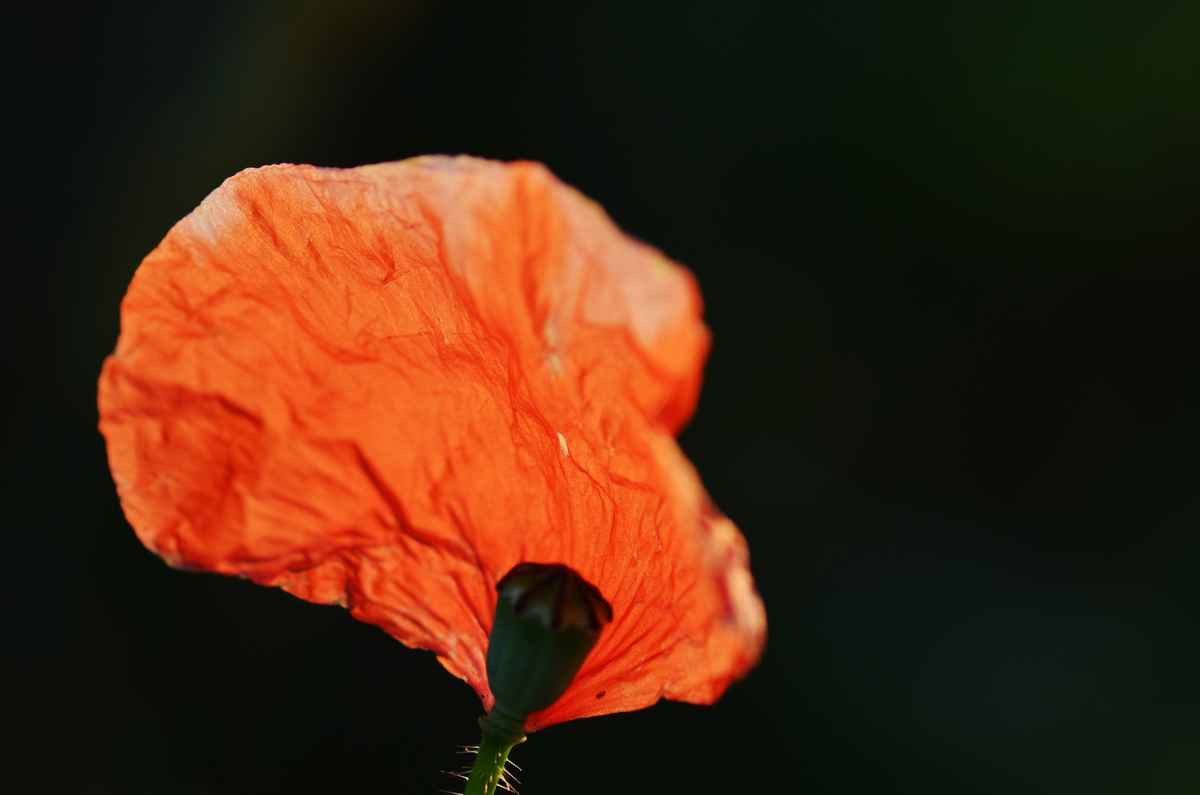 Mohnblume