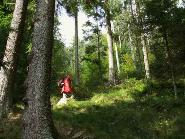 Unterwegs im Waldesgrün