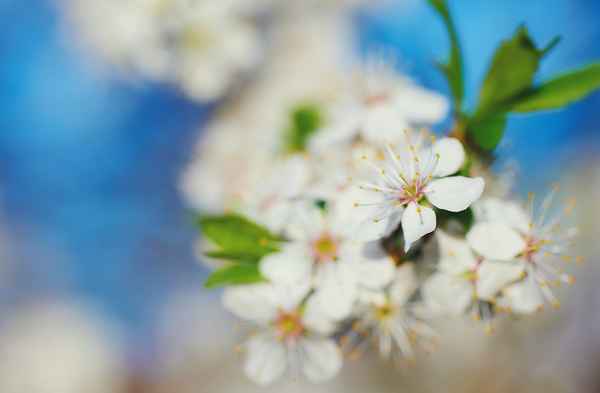 Frühling