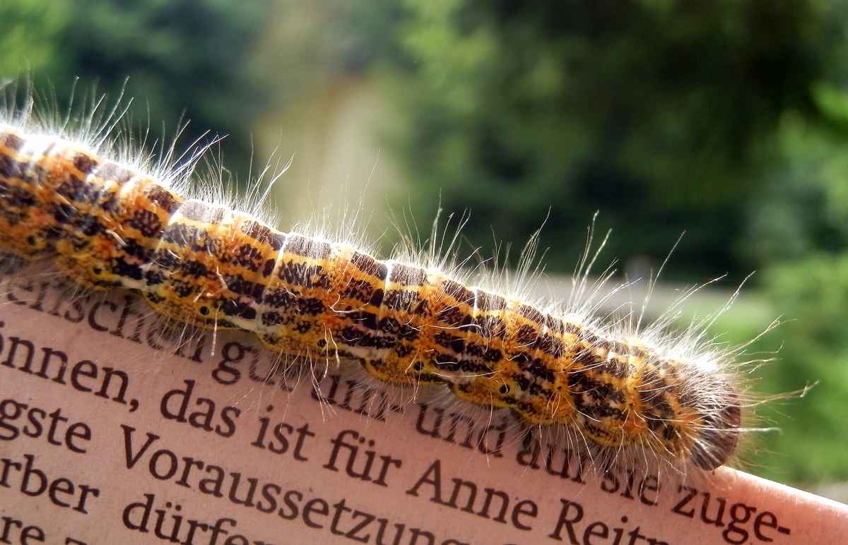 Lesende Raupe - Mondvogel