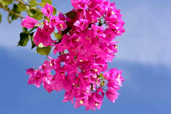 Sunny Day in Pink and Blue