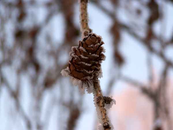 Tannenzapfen gezuckert