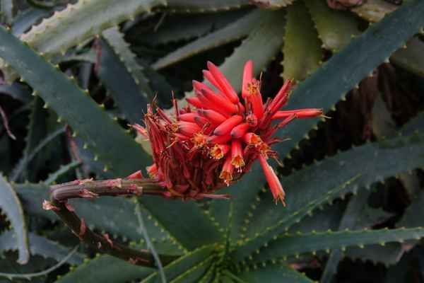 Aloe Vera Blüte