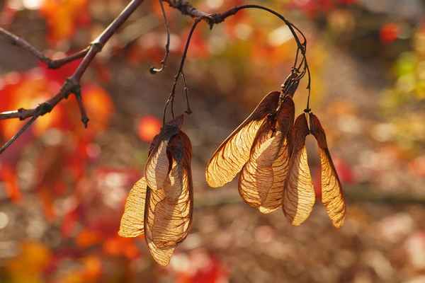 Herbst-Leuchten